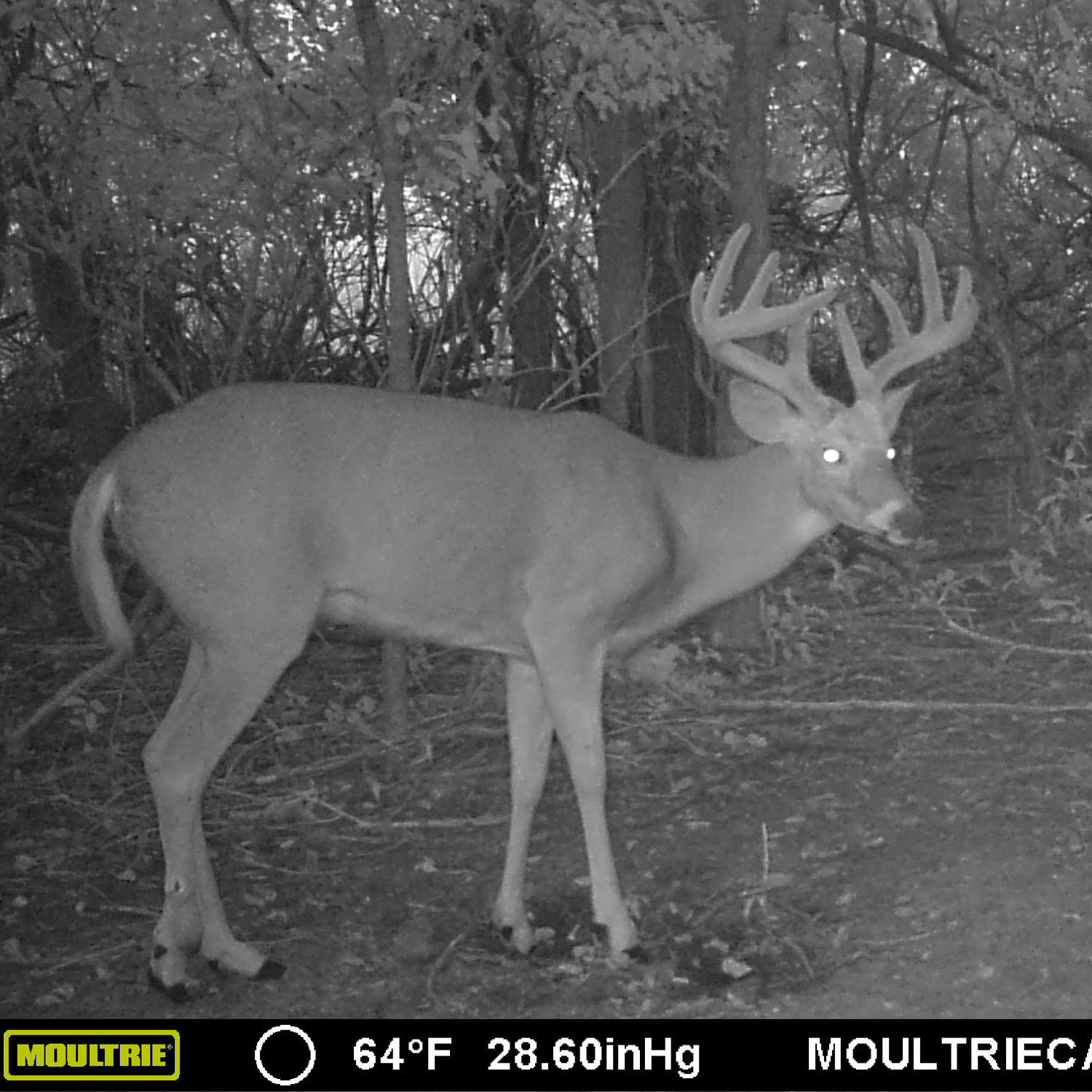 Trail camera photo of a buck inspecting a CRUSH Brassica Brick