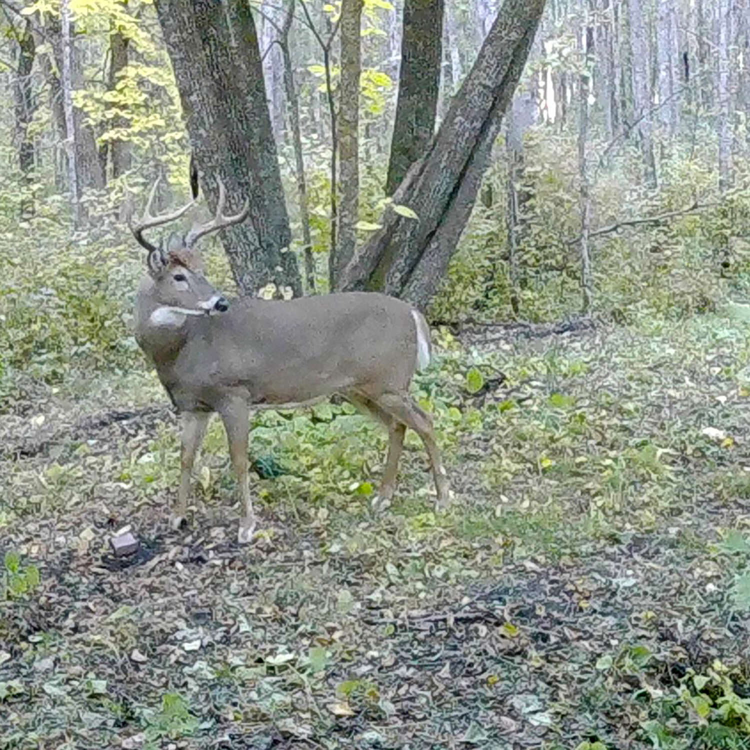 Trail camera photo of a buck next to a CRUSH Apple Brick