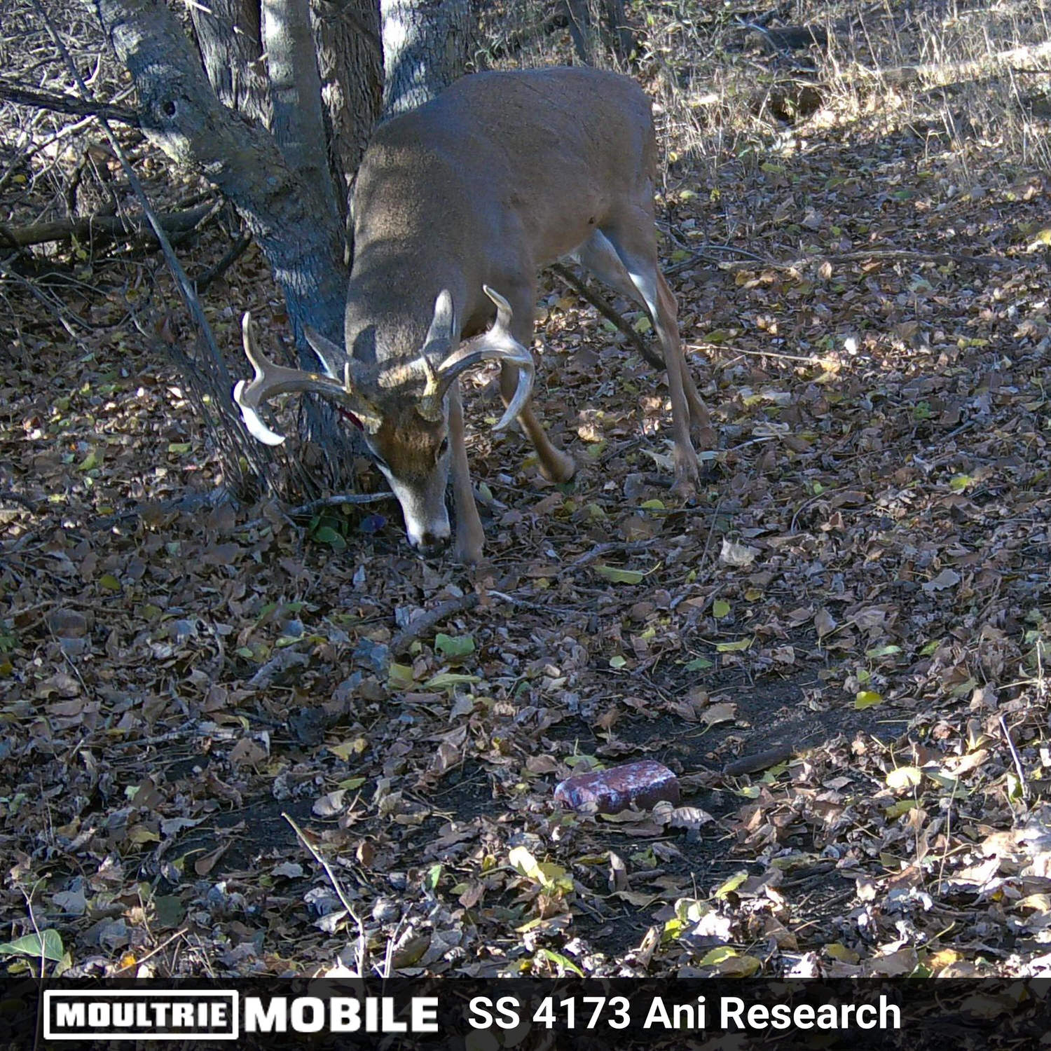 Trail camera photo of a buck inspecting a CRUSH Apple Brick