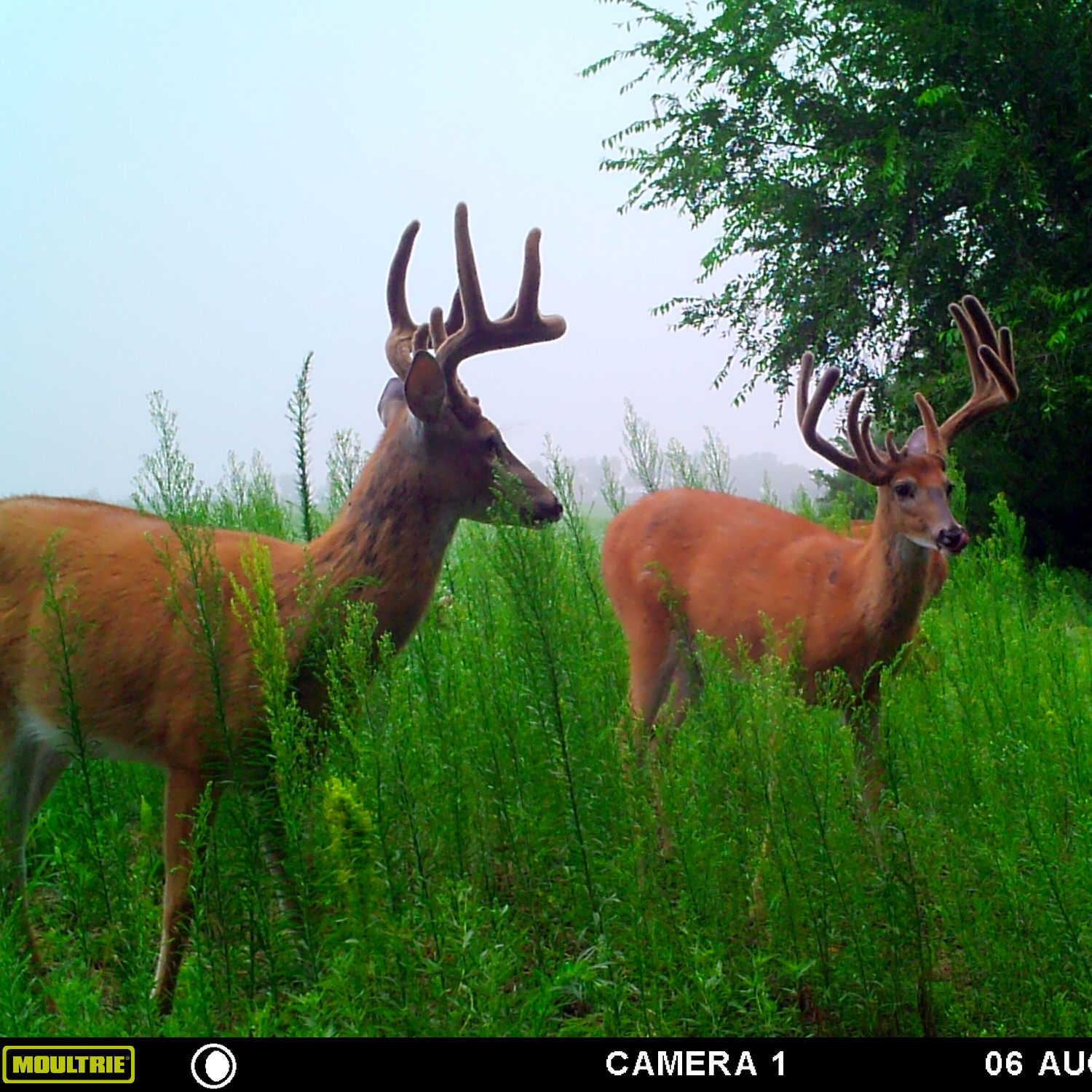 Trail camera photo of two bucks that have been consuming CRUSH Persimmon Granular Attractant