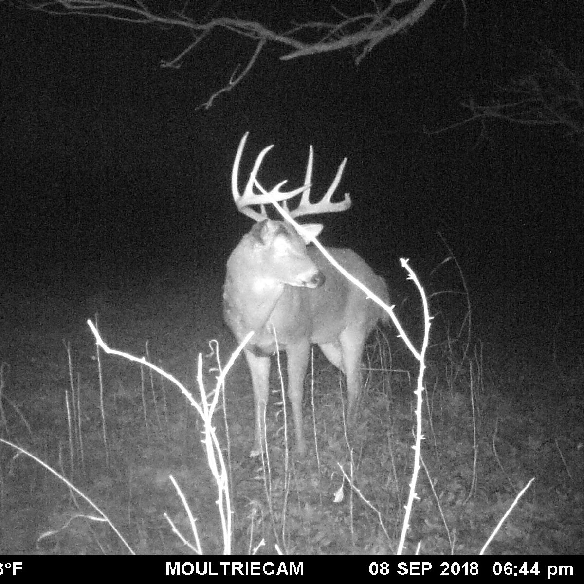 Trail camera photo of a buck going up to a pile of CRUSH Persimmon Granular Attractant on the ground