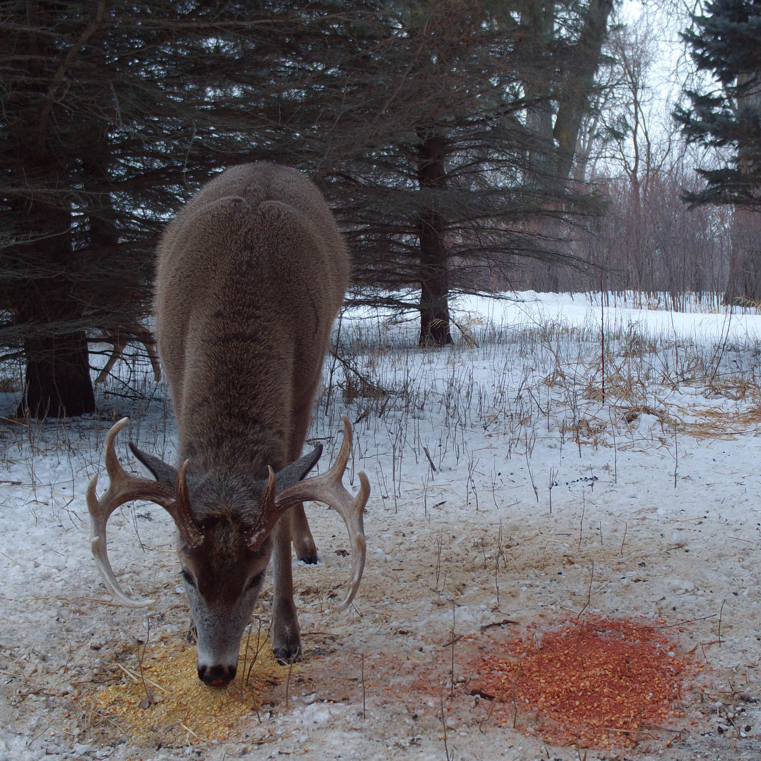 A buck eating some CRUSH Apple Granular off the ground