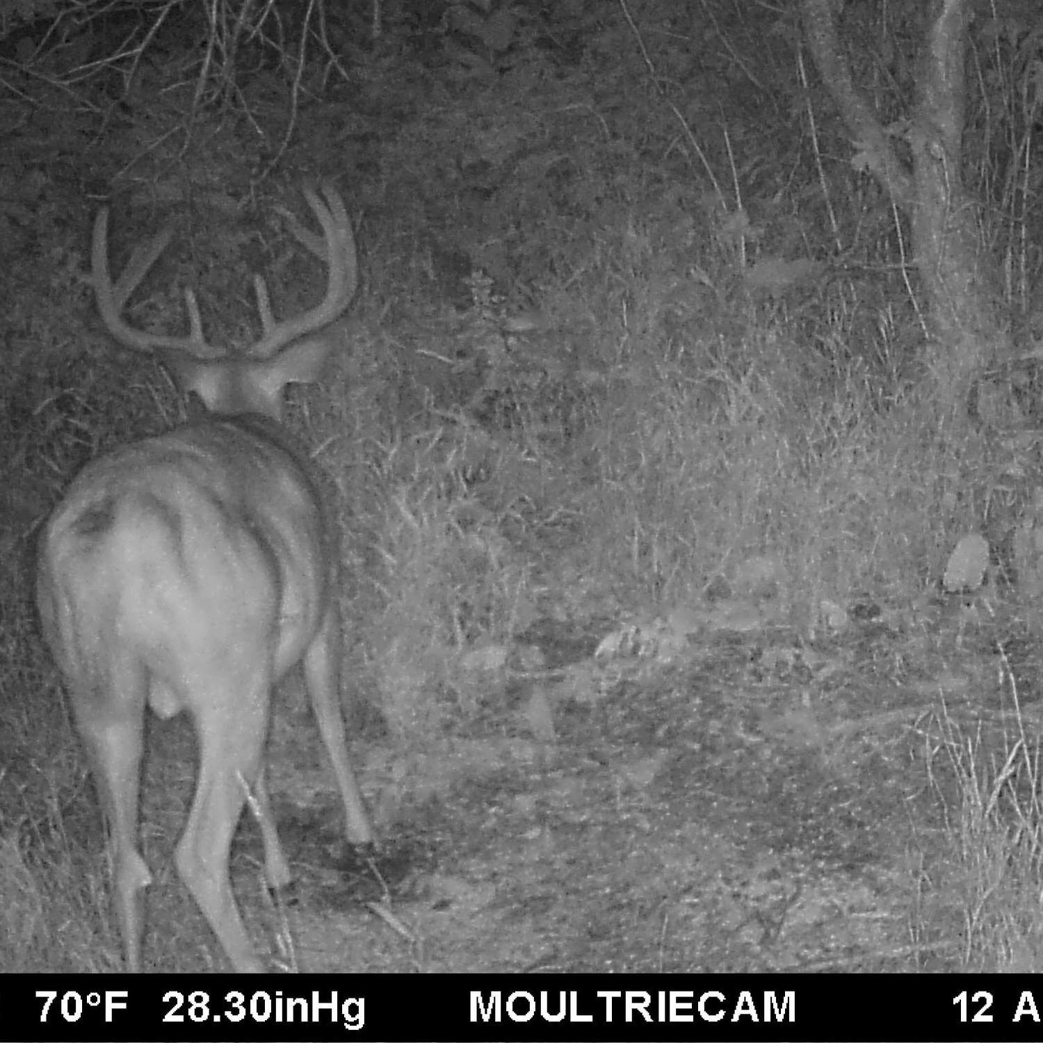 Trail camera photo of a buck visiting a mineral site where CRUSH Apple Liquid has been poured