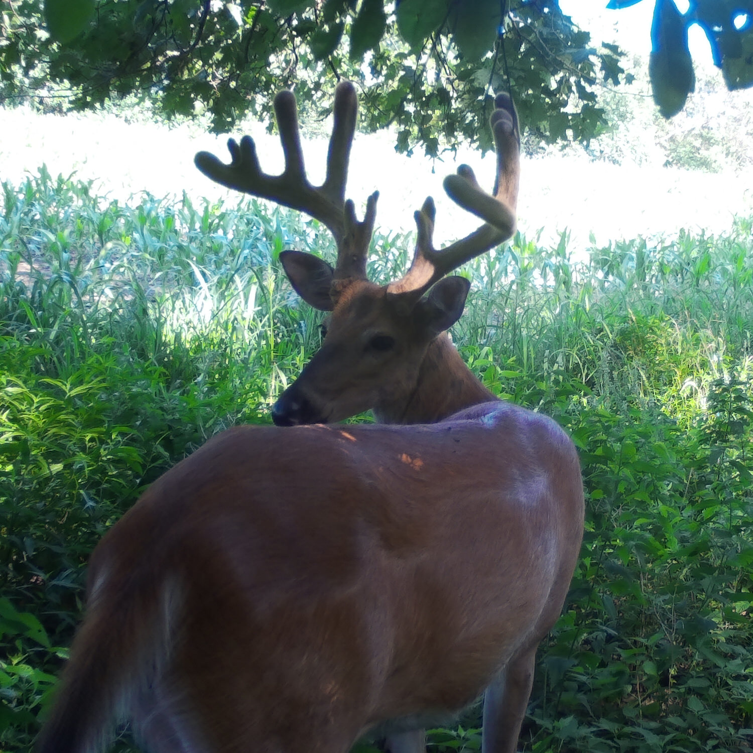 Trail camera photo of a buck lured to the area with CRUSH Persimmon Liquid