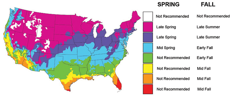 When to Plant Map-Clover plus Chicory