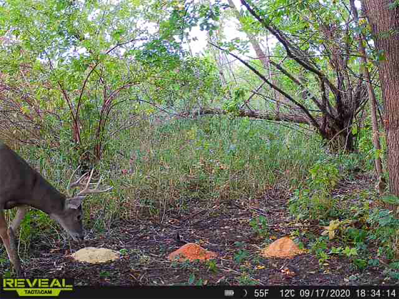 Trail Camera Set Up