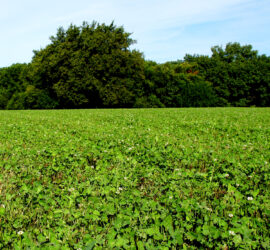 Wide view of a food plot planted with Pro Clover