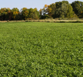 Clover plus Alfalfa Plot