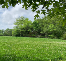 Holy Clover Plot