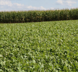 Pro Brassica Blend Plot