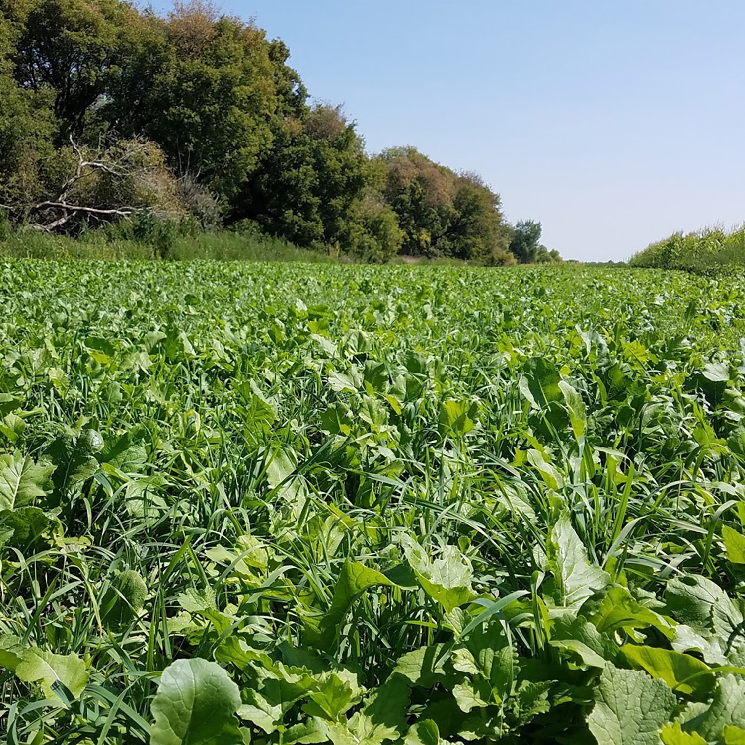 Full view of a food plot planted with CRUSH - The Perfect 10