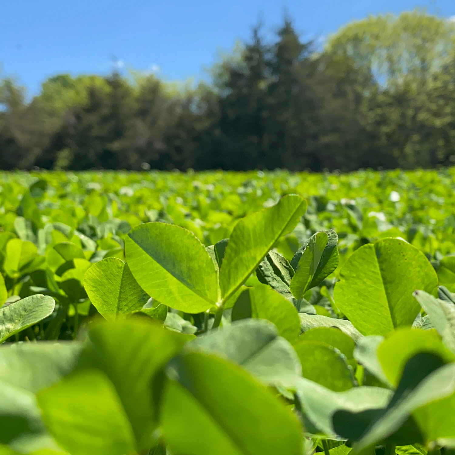 Close view of Pro Clover plot greenery