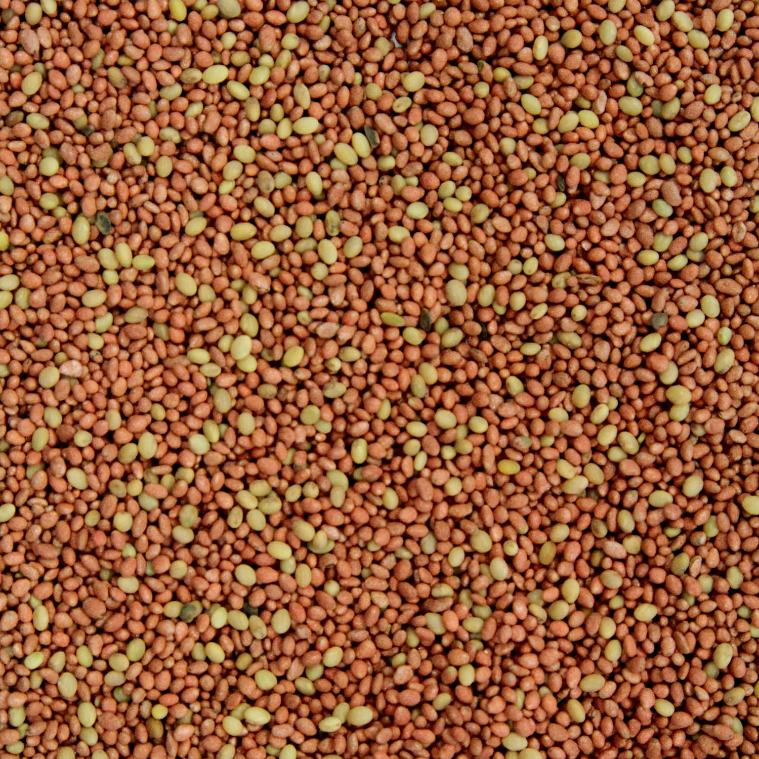 Pro Clover seeds