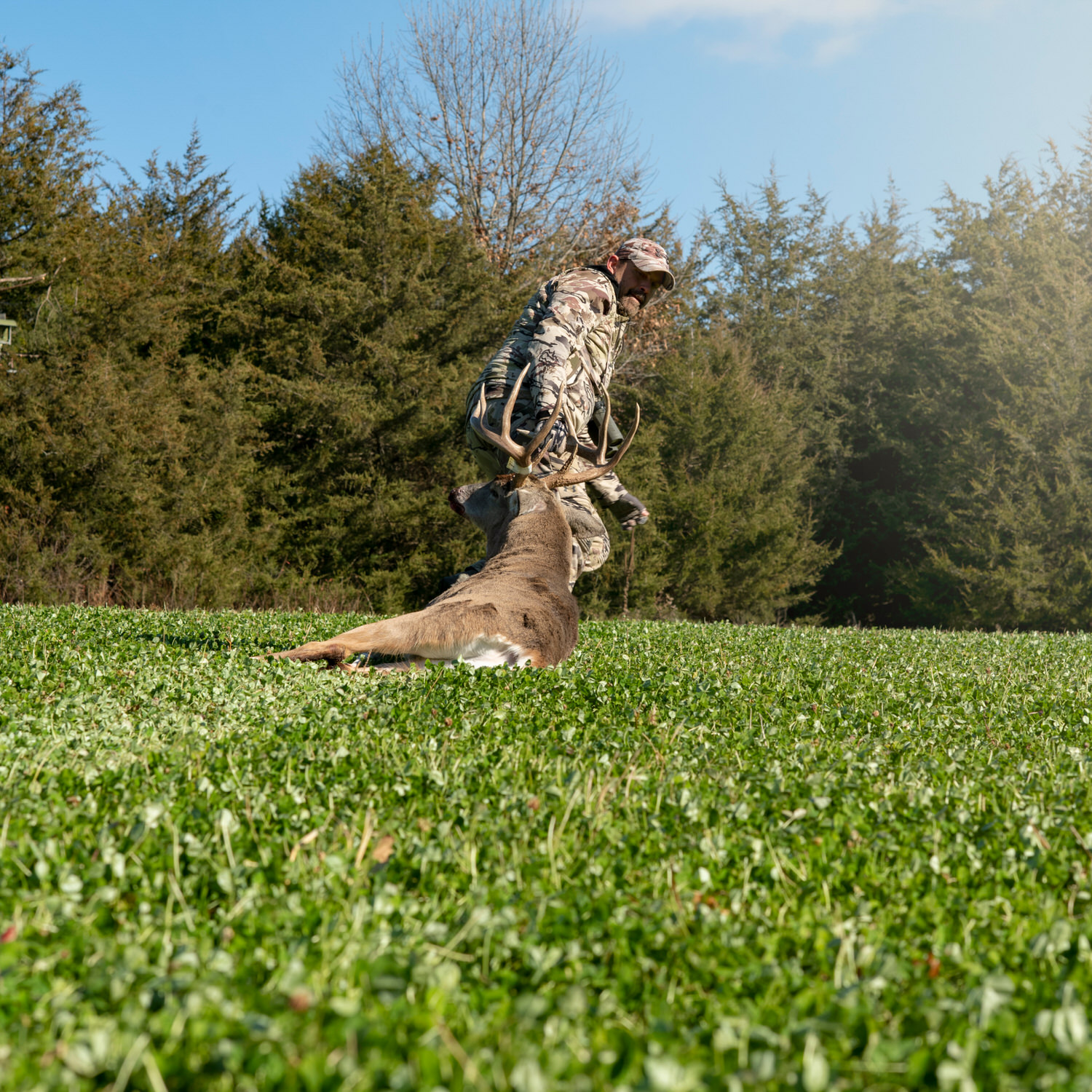 Lee Lakosky dragging buck on plot planted with Pro Clover