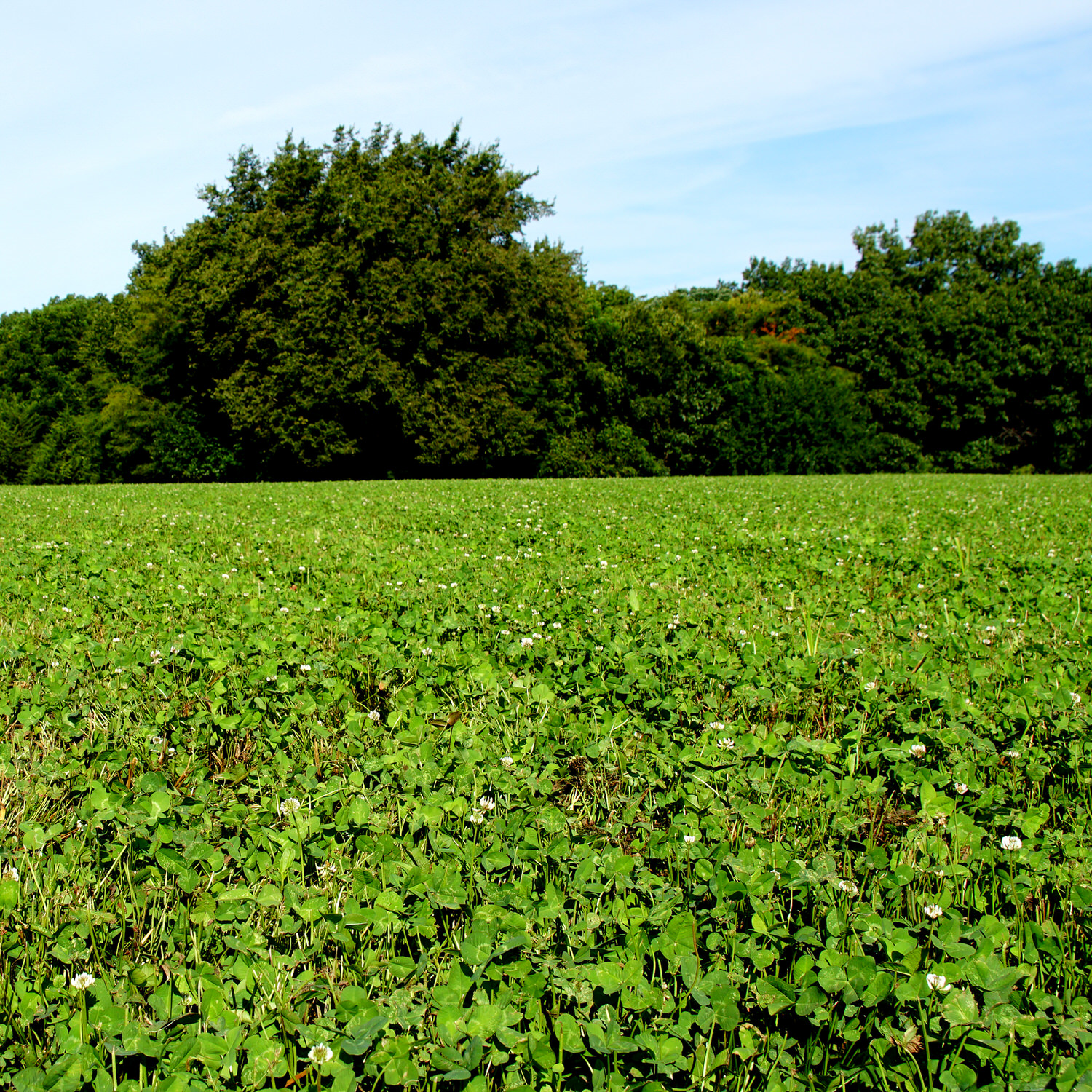 Wide view of a food plot planted with Pro Clover