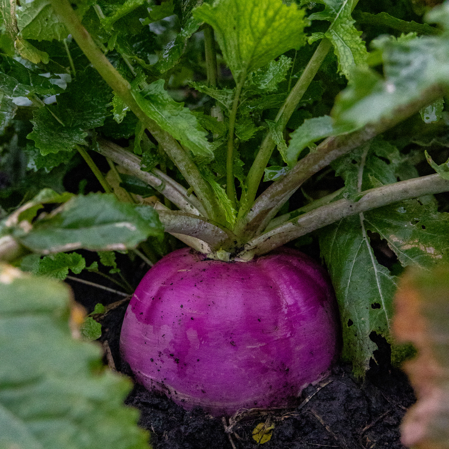 Plant from a Pro Brassica Blend food plot