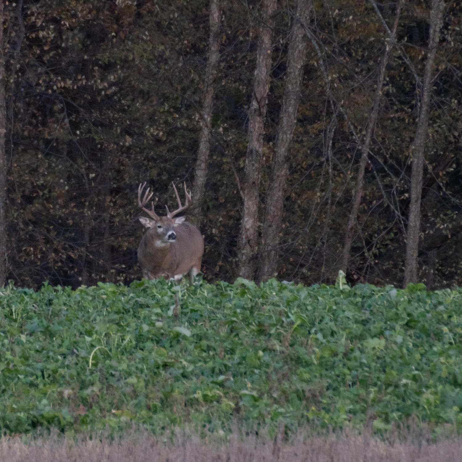 Deer standing in a Pro Brassica Blend food plot