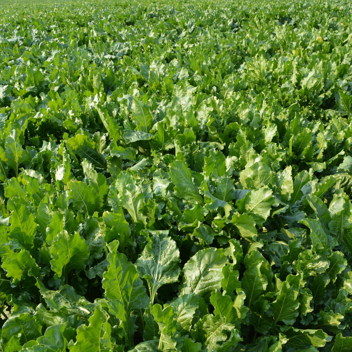 Food plot planted with CRUSH Pro Sugar Beets