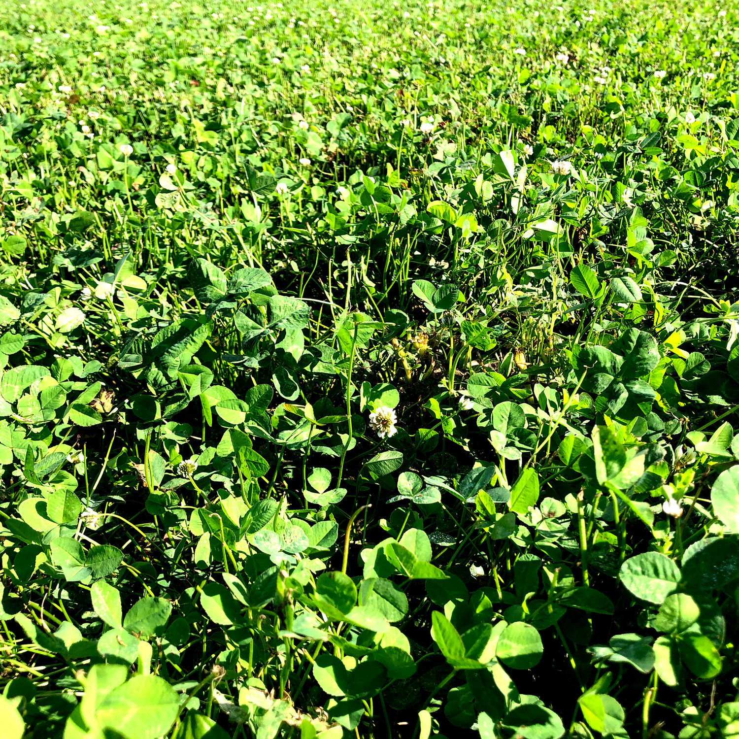 View of food plot planted with CRUSH Clover Plus Alfalfa