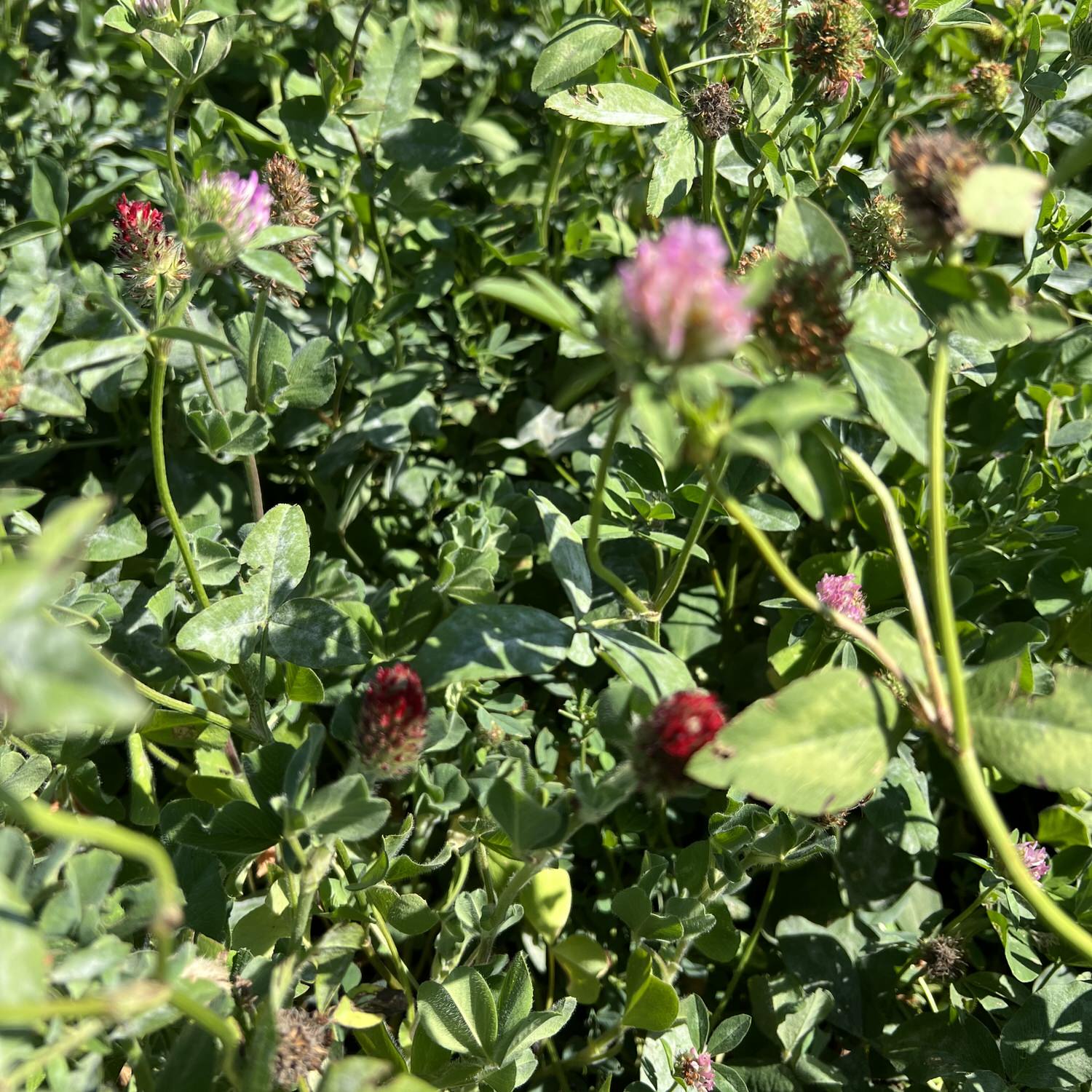 Clover Plus Alfalfa food plot