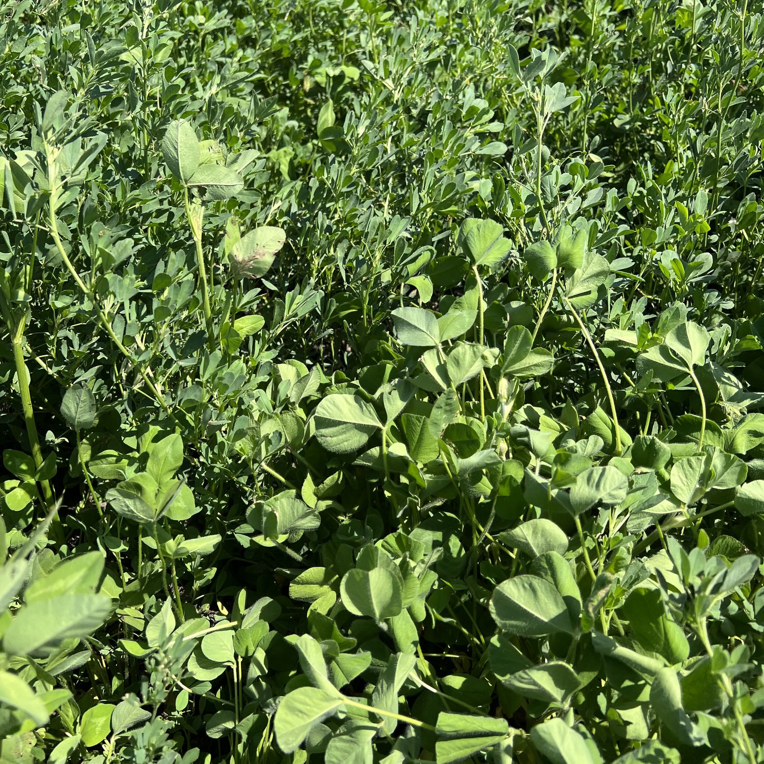 Greenery in a food plot planted with CRUSH Clover Plus Alfalfa