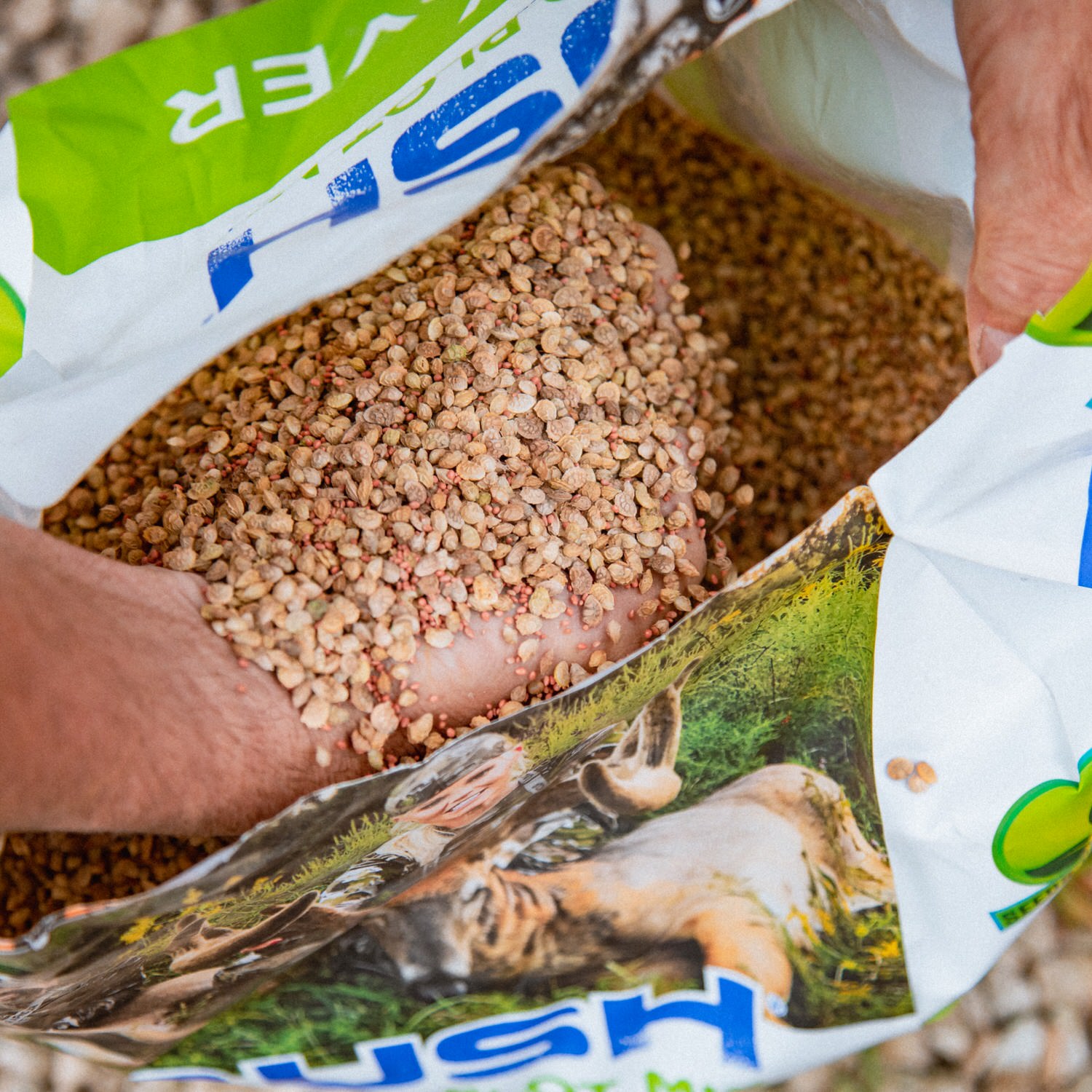 Man reaching into a bag of seeds of the CRUSH Holy Clover