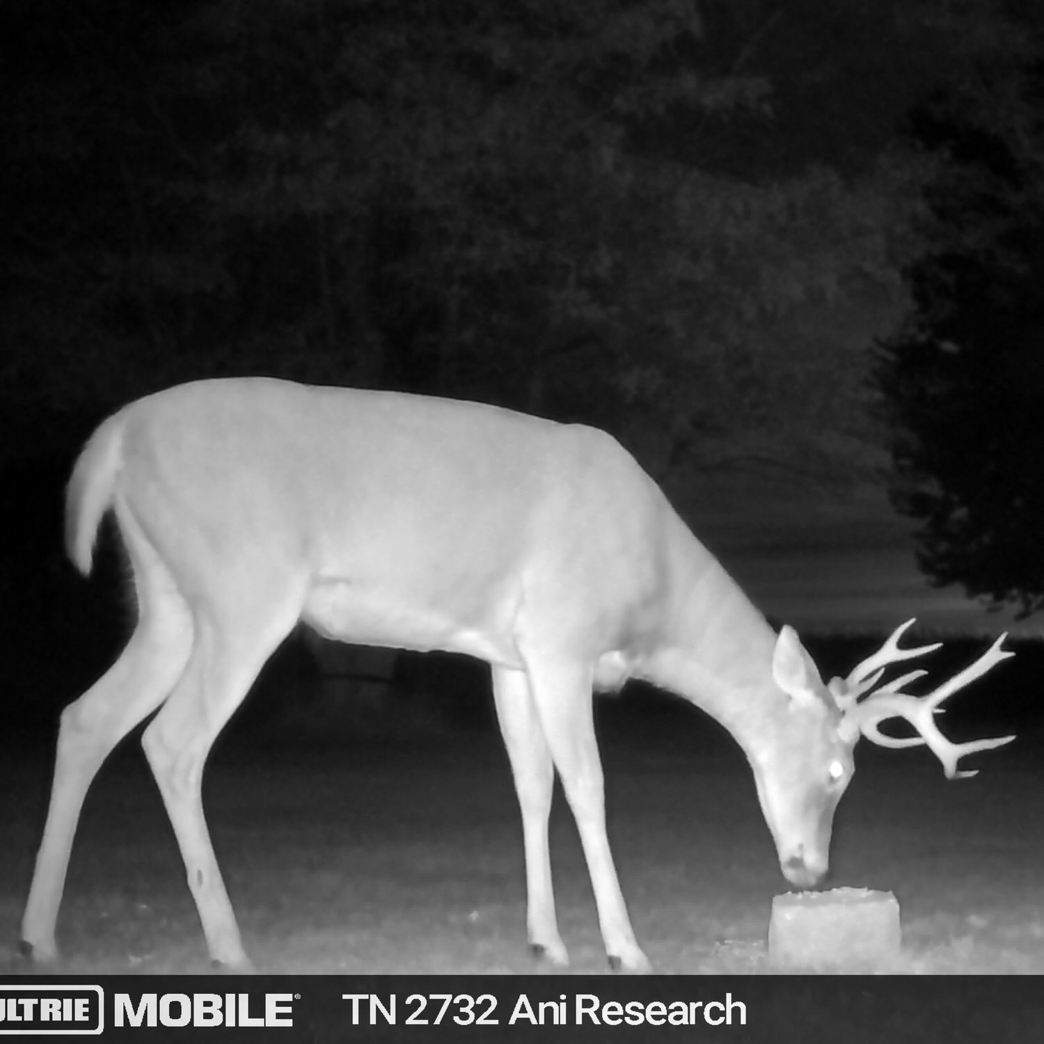 Trail camera photo of a buck checking out a CRUSH Apple Block on the ground in front of him