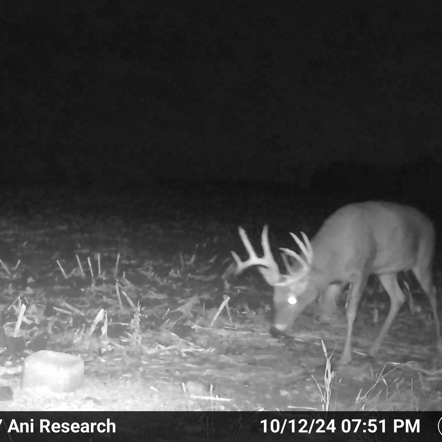 Trail camera photo of a buck approaching a protein block that has had CRUSH Acorn Granular poured on it