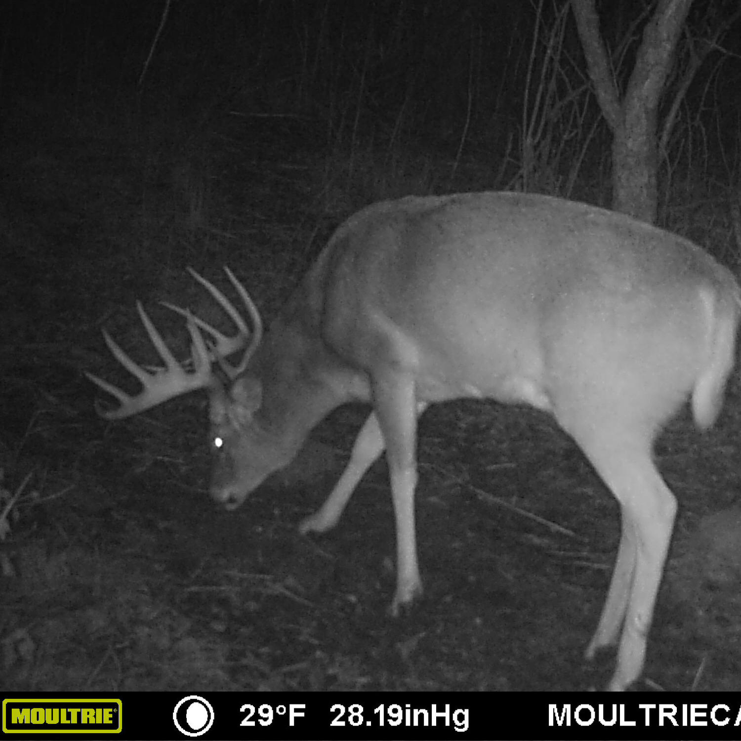 Trail camera photo of a large buck inspecting some Black Ops Granular Attractant that was poured onto the ground