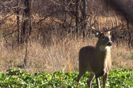 Deer Food Plot Blog