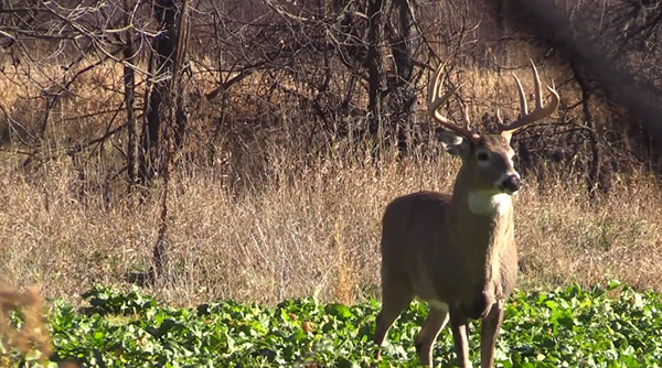 Deer Food Plot Blog