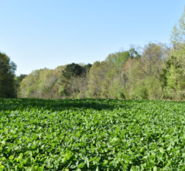 Food plot planted with CRUSH Fixin' Clover