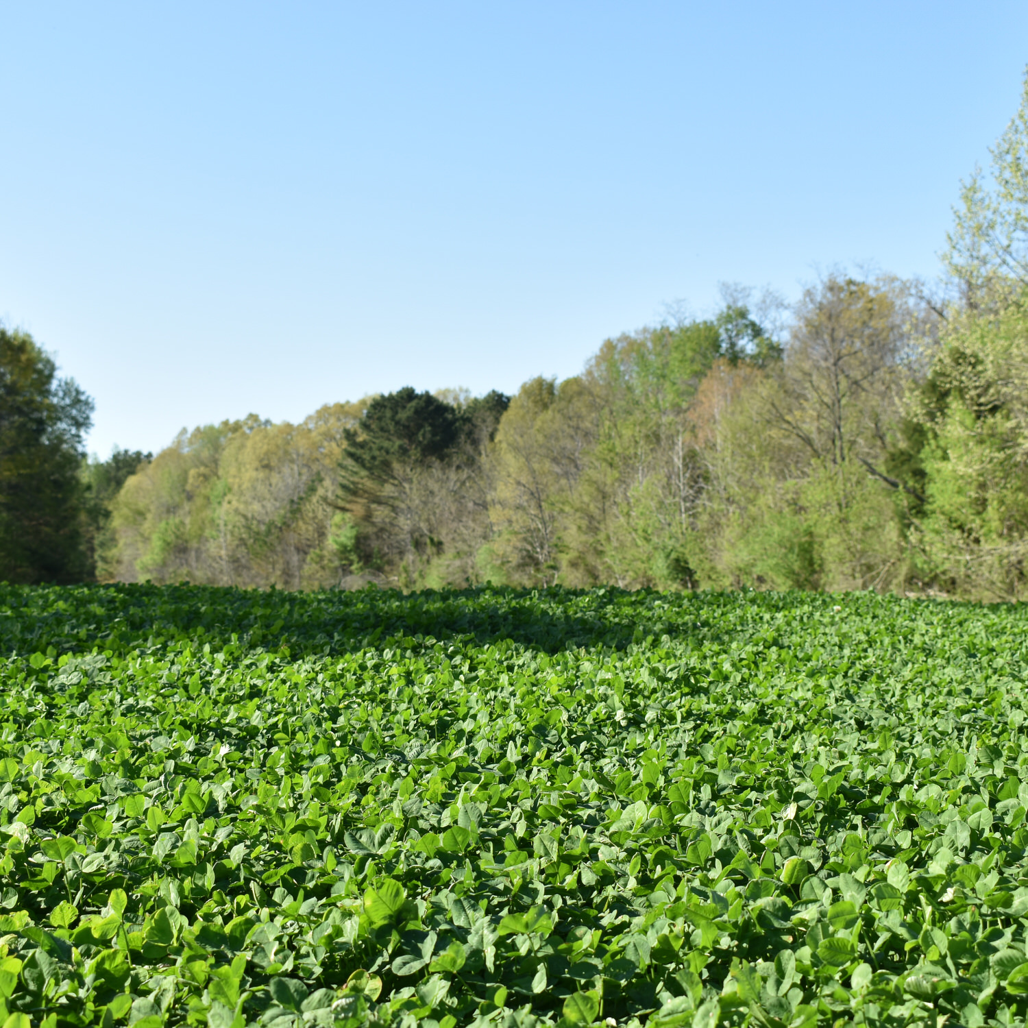 Food plot planted with CRUSH Fixin' Clover