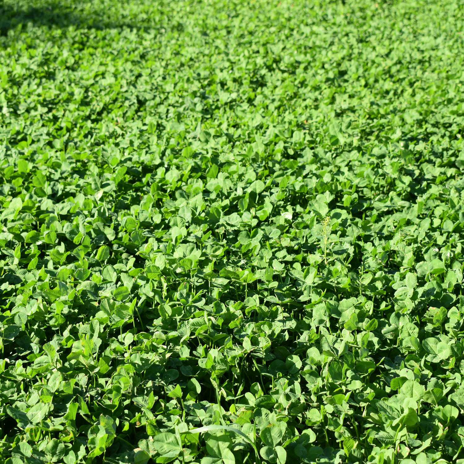 Close view of a food plot planted with CRUSH Fixin' Clover