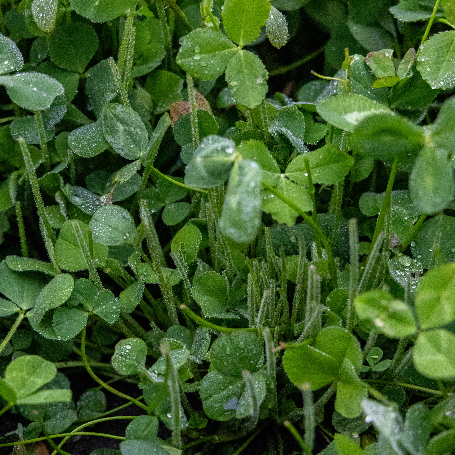 Close view of the CRUSH Fixin' Clover plants