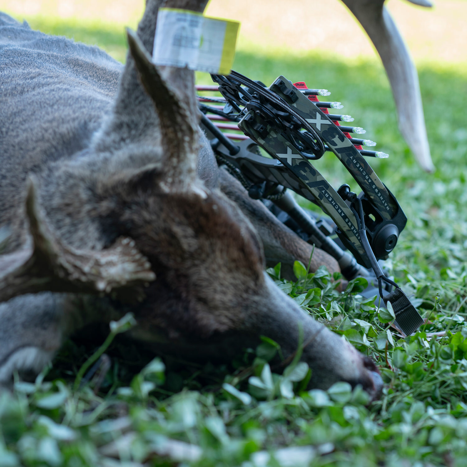 Buck posed on a food plot planted with CRUSH Fixin' Clover