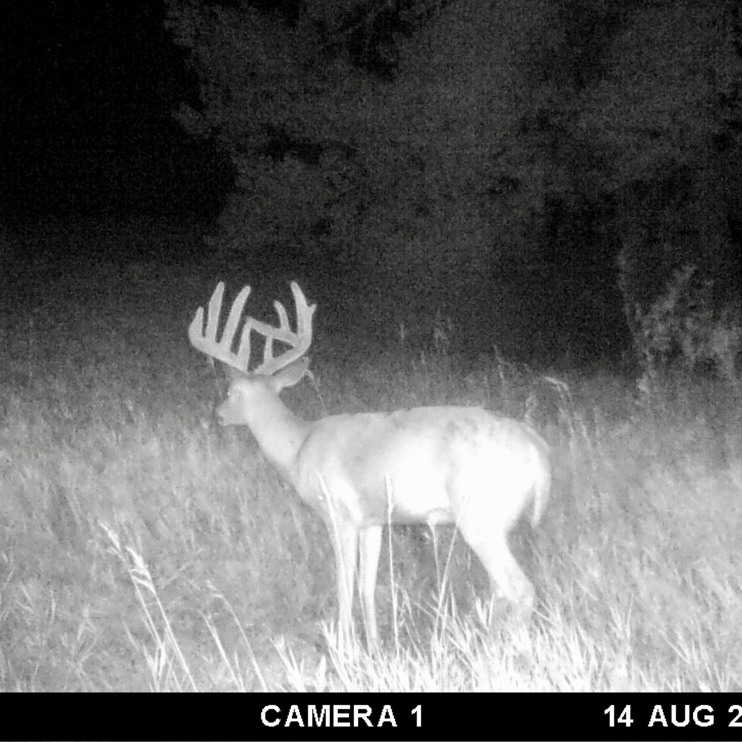 Trail camera photo of a buck inspecting a CRUSH Wild Berry Brick