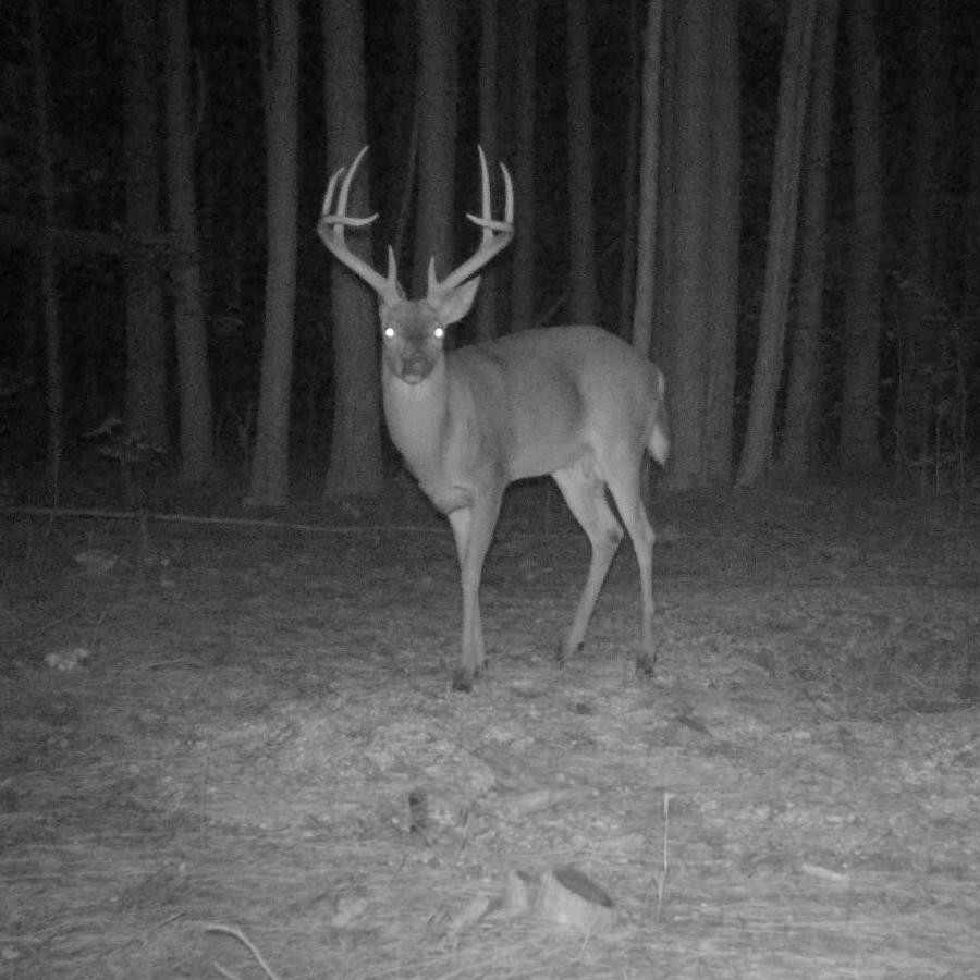 Trail camera photo of a buck going up to a CRUSH Wild Berry Brick