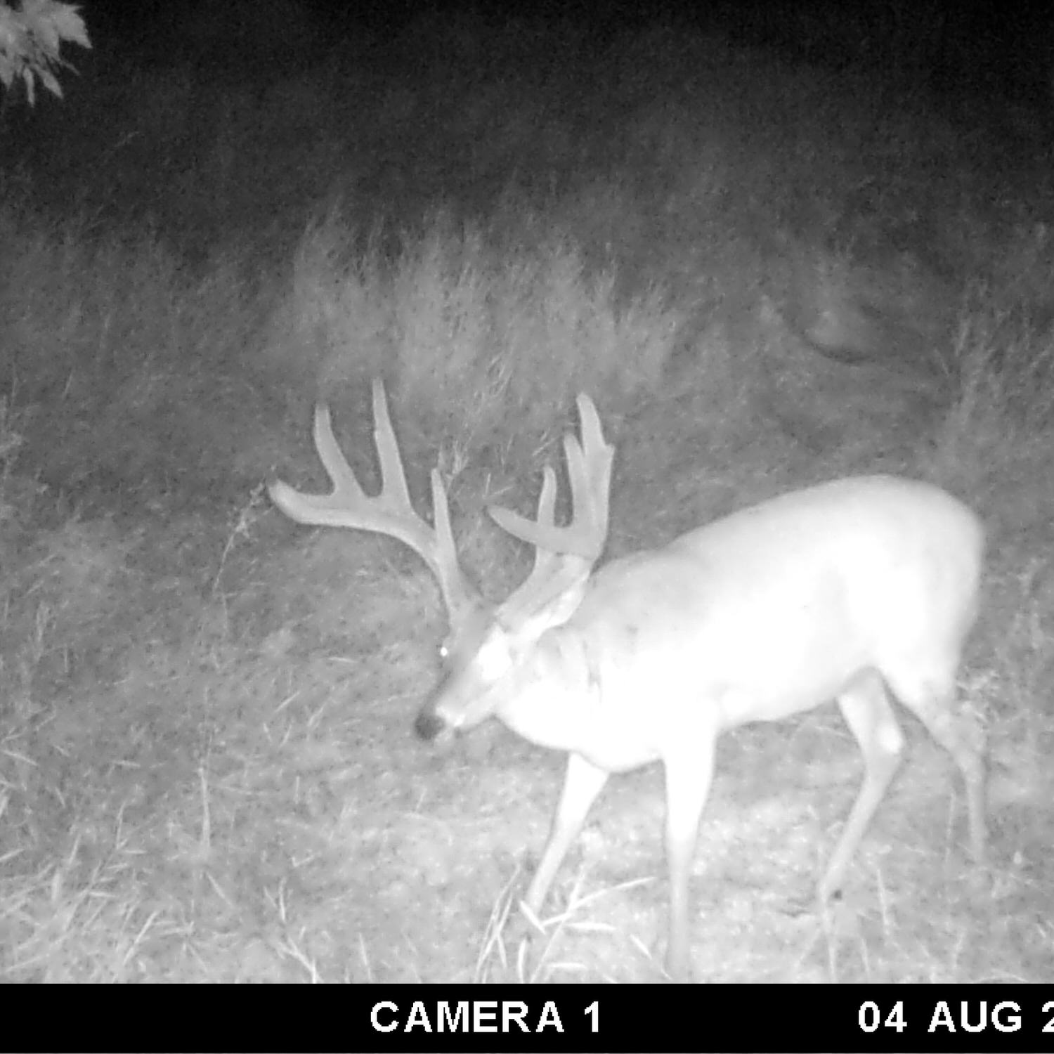 Trail camera photo of a buck going up to inspect a CRUSH Wild Berry Brick