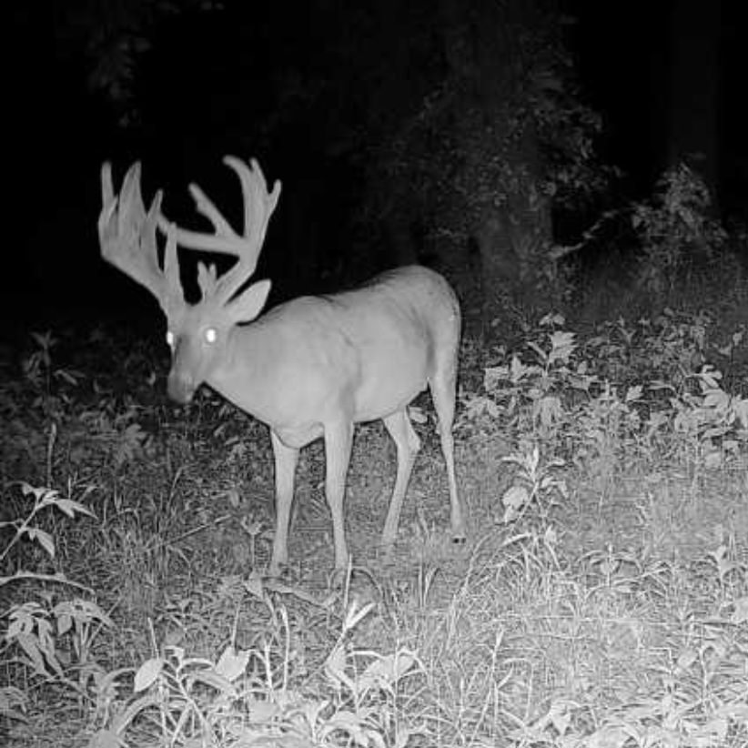 Trail camera photo of a buck walking toward a CRUSH Nature's Candy Brick