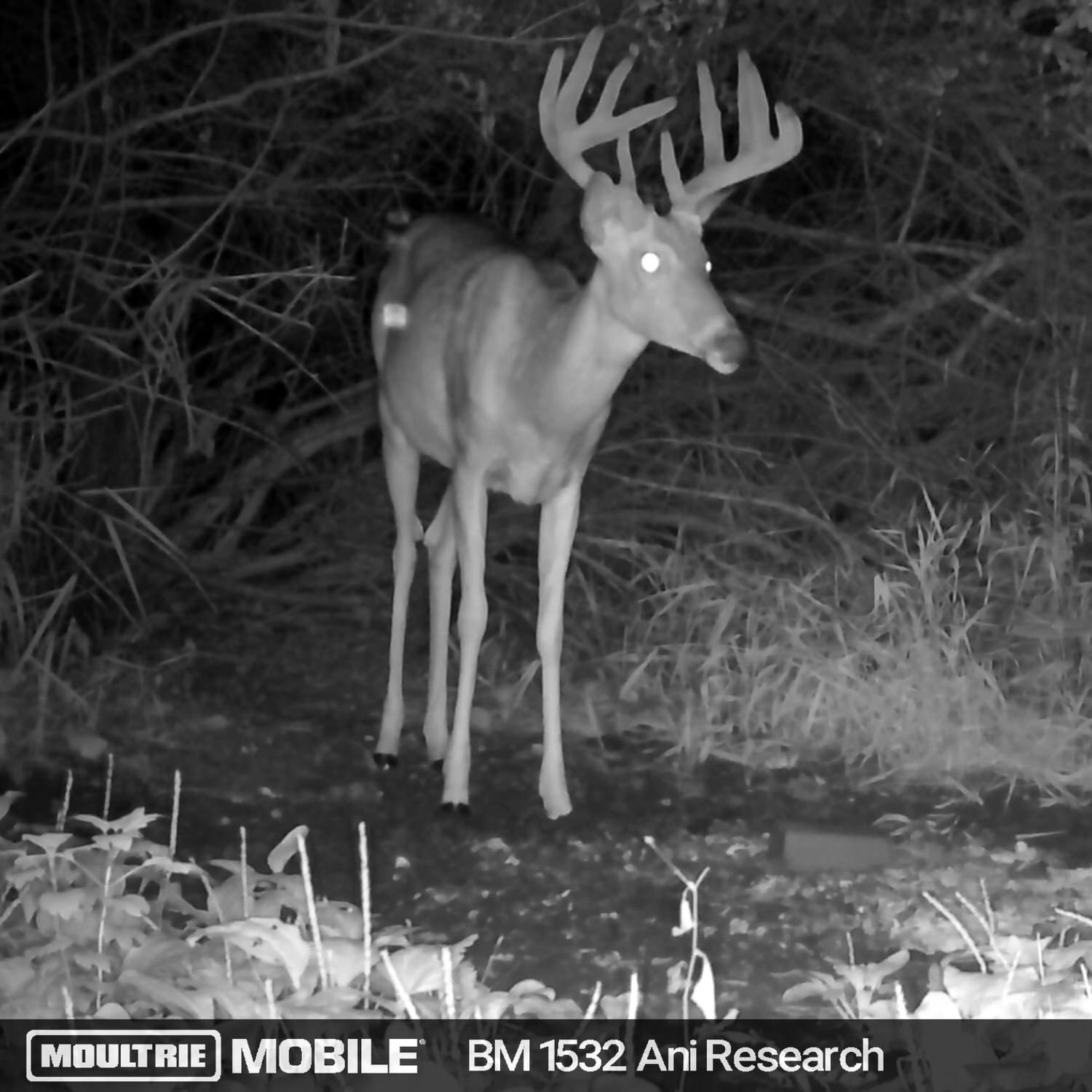 Trail camera photo of a buck next to a CRUSH Nature's Candy Brick