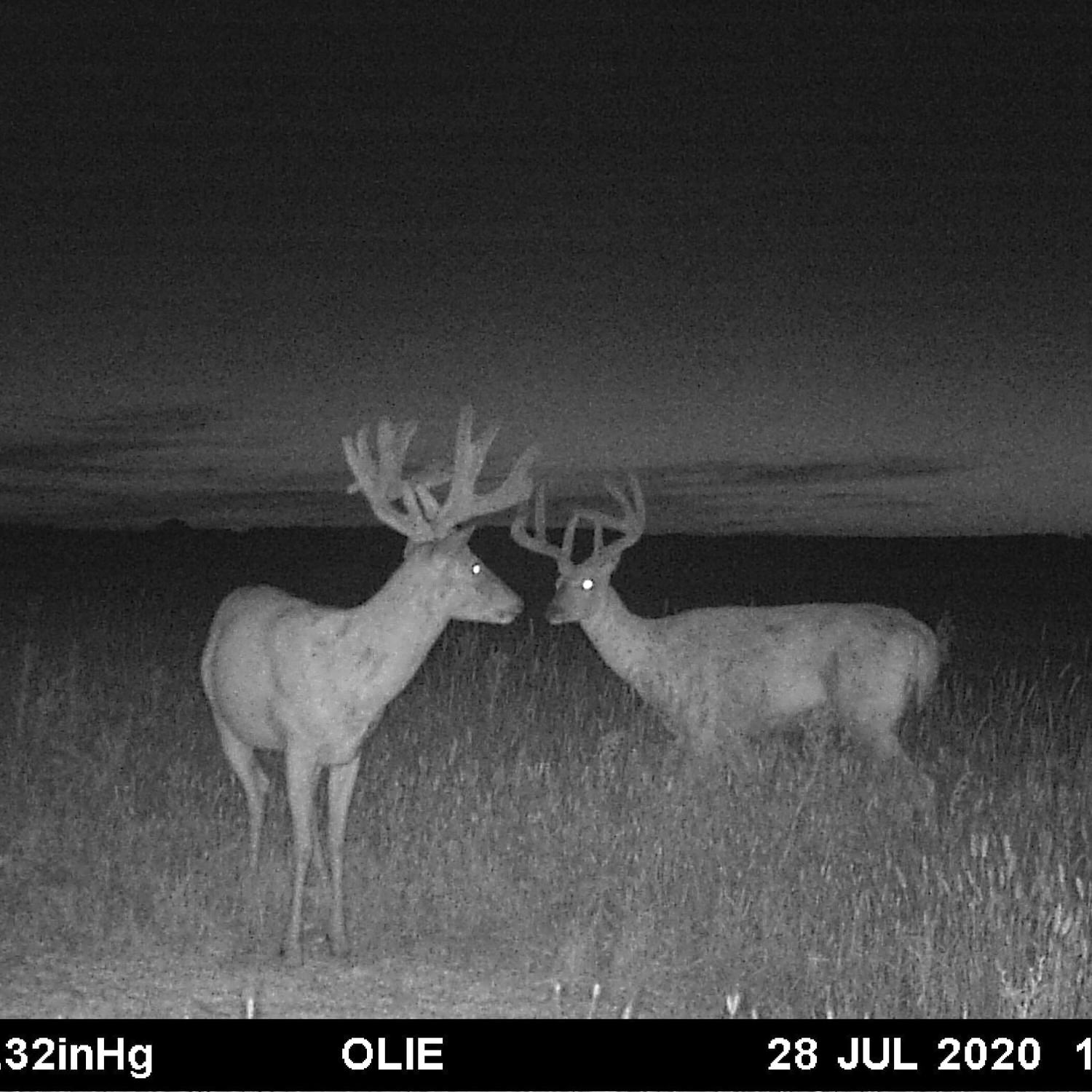 Trail camera photo of bucks next to ground that has CRUSH Wild Berry Granular on it