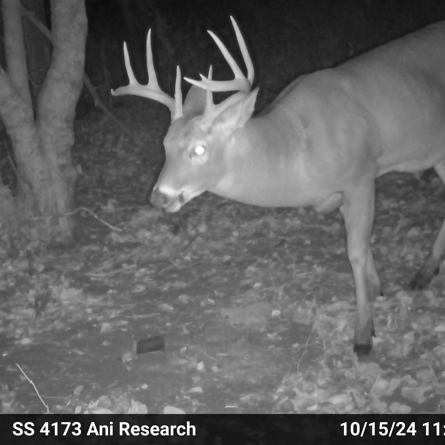 Trail camera photo of a buck walking up to a Black Ops Deer Anthem Brick