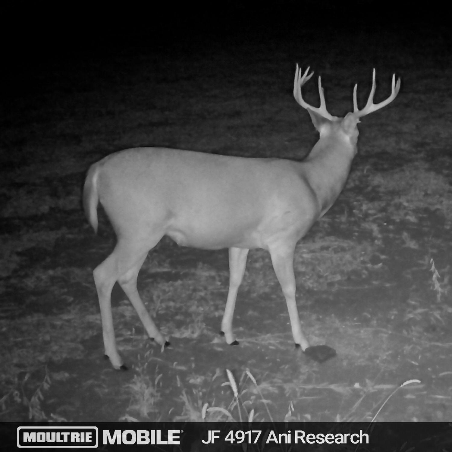 Trail camera photo of a buck by a Black Ops Deer Anthem Brick