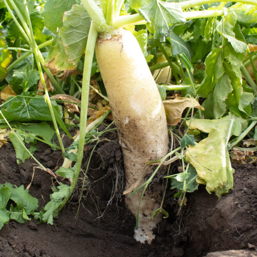 Radishes
