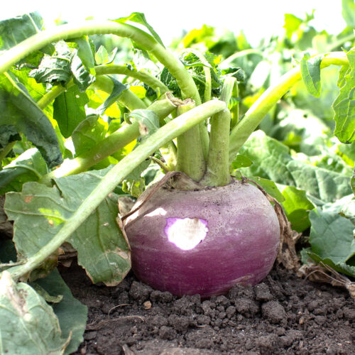 Turnips Plot