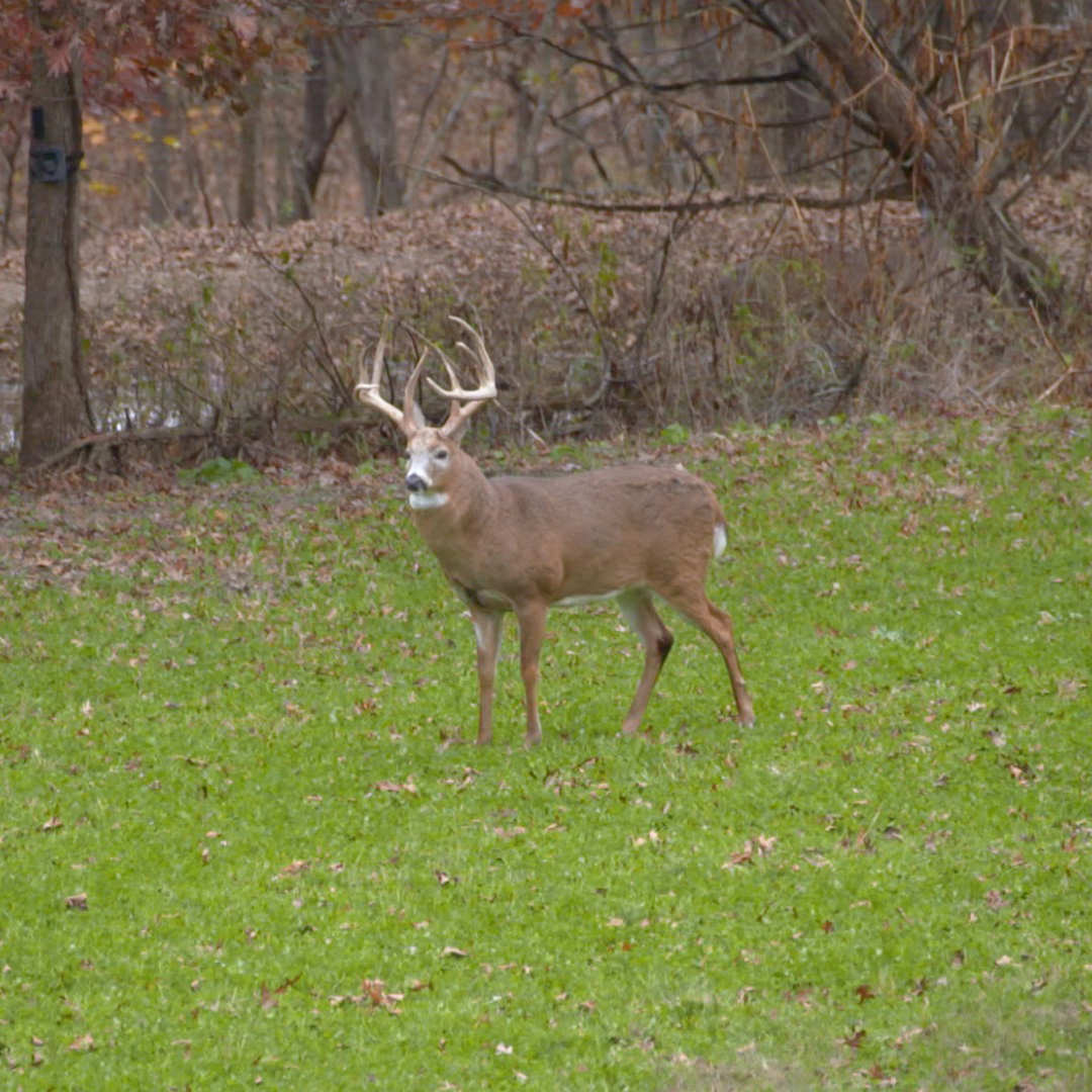 Big buck standing in a food plot that's been planted with CRUSH Amazin' Grains