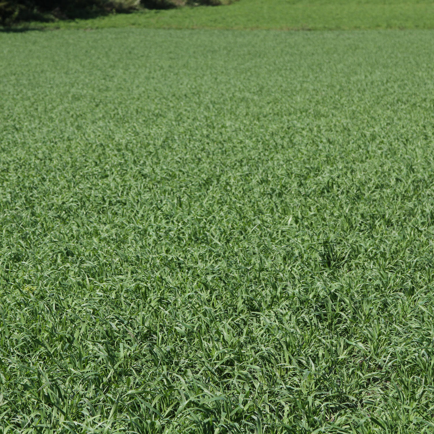 Wide view of a food plot planted with CRUSH Amazin' Grains