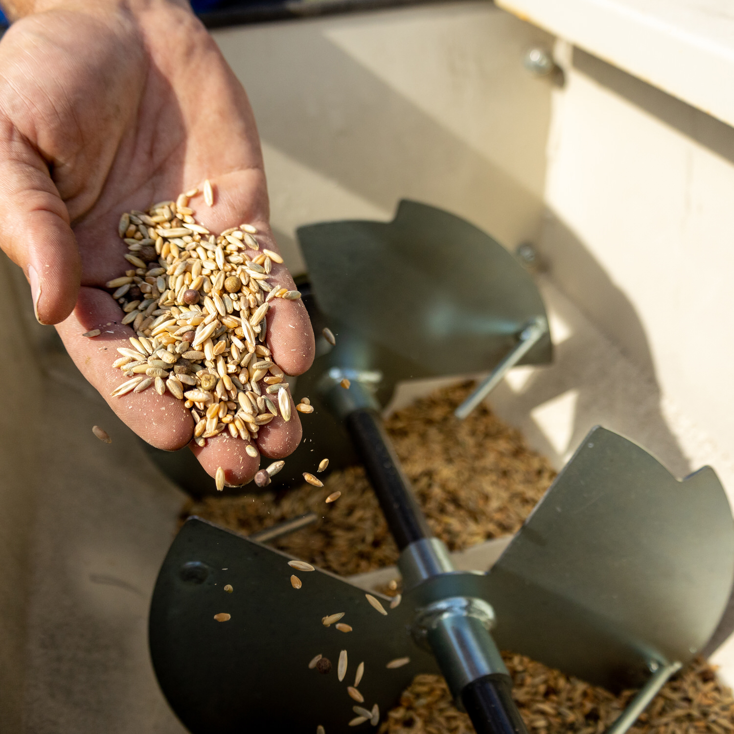 Man holding seeds of CRUSH Amazin' Grains in his hand