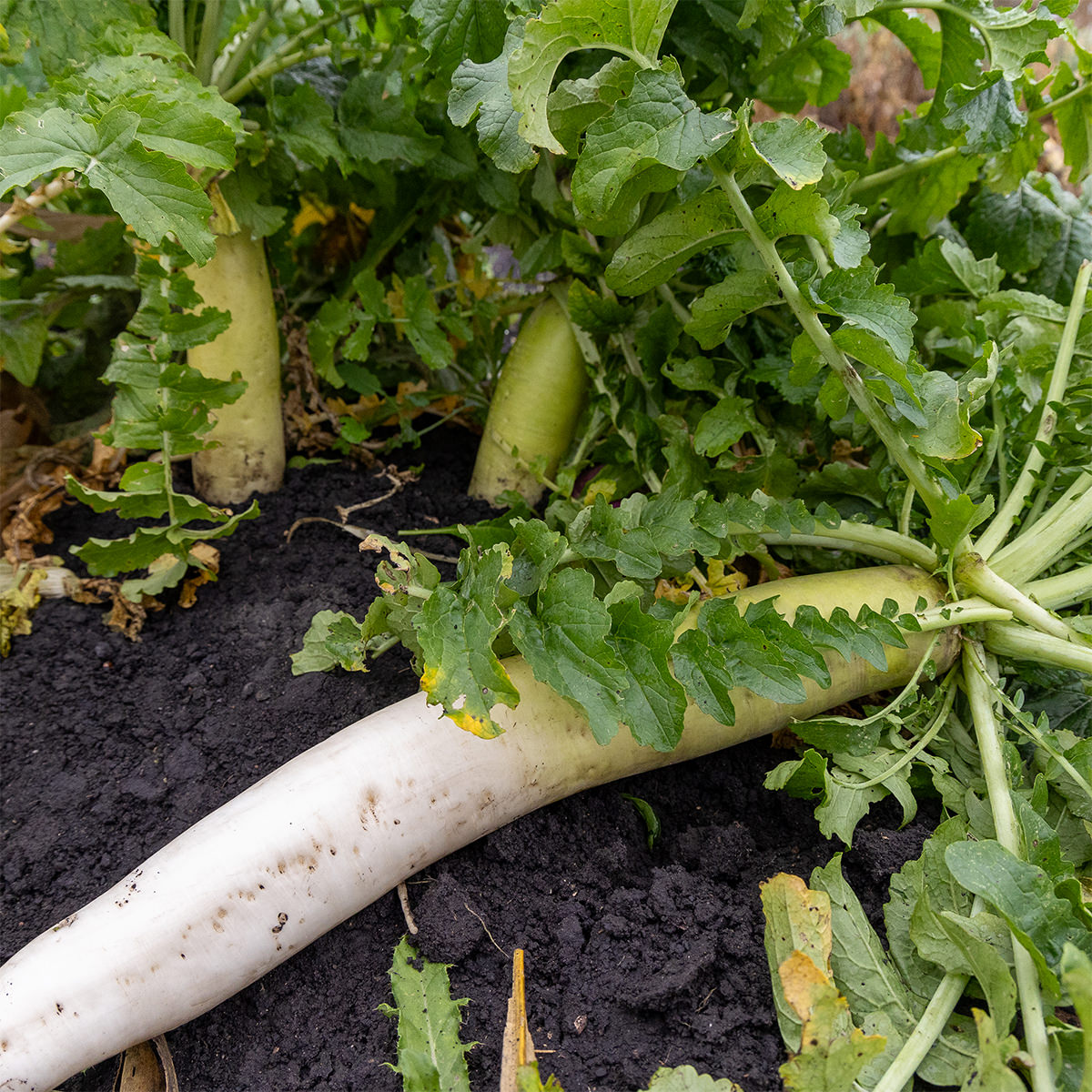 CRUSH Seeds of Science Radishes - photo showing growth of plant